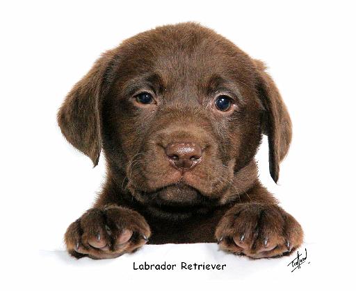 Labrador Retriever puppy 9Y270D-050.jpg